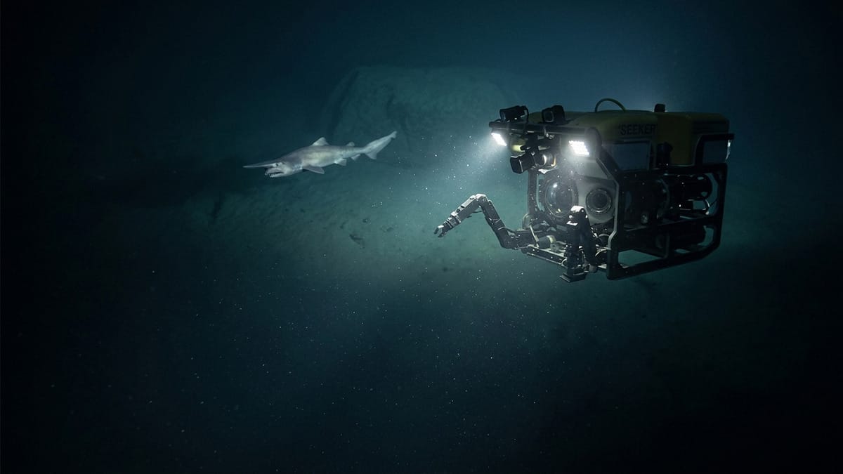 Rastreo visual de un tiburón goblin en el océano profundo junto a un vehículo de observación submarina.